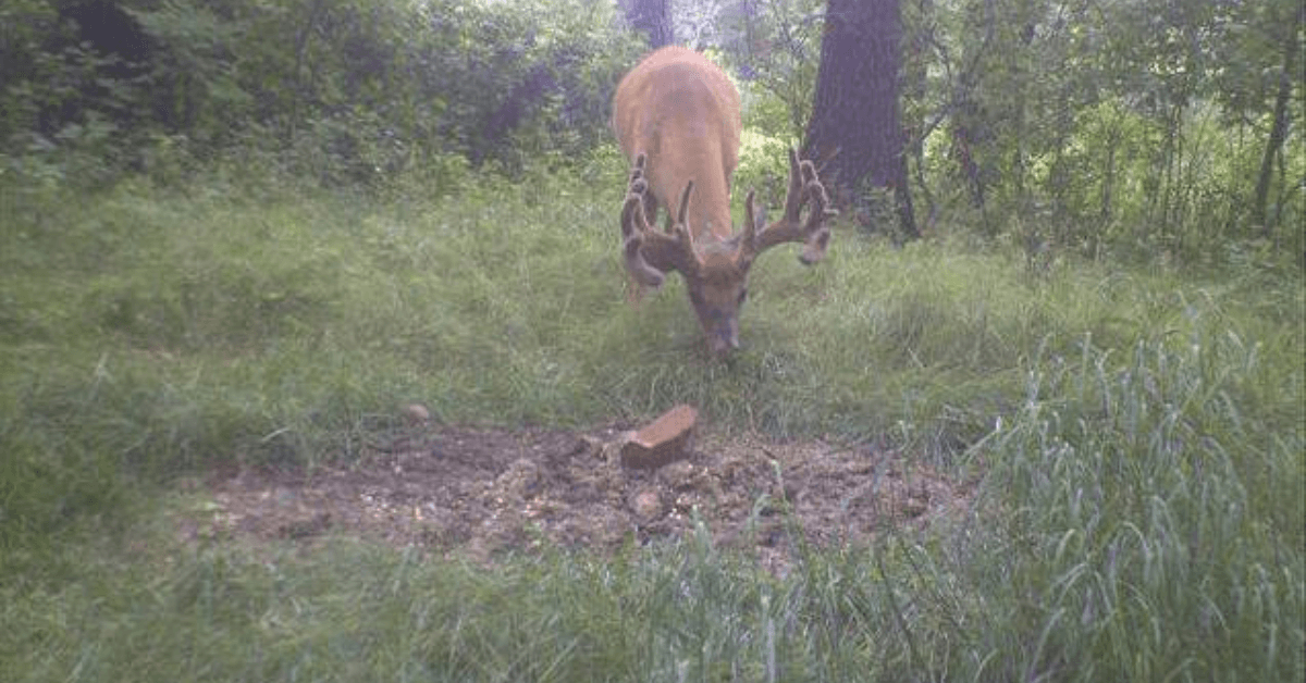 Starting Deer Mineral Sites